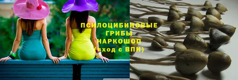 что такое   Нефтекамск  Галлюциногенные грибы Cubensis 